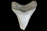 Fossil Megalodon Tooth - North Carolina #101245-2